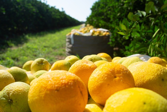 Previsão de Safra: cana e laranja sofrem pequenas oscilações, café está na fase de bienalidade negativa, aponta IEA - Ama Agronegócio