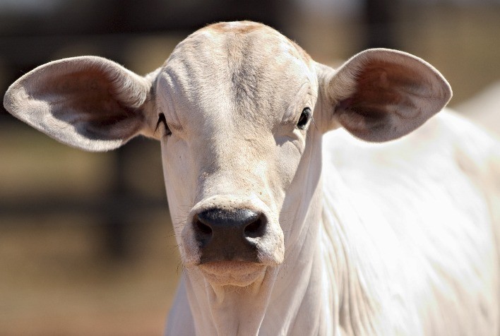 Vale a pena investir no boi magro - Ama Agronegócio