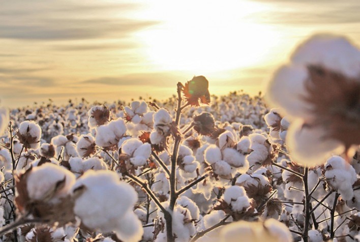 PIB do agronegócio da Bahia cresce 4% no primeiro trimestre - Ama Agronegócio