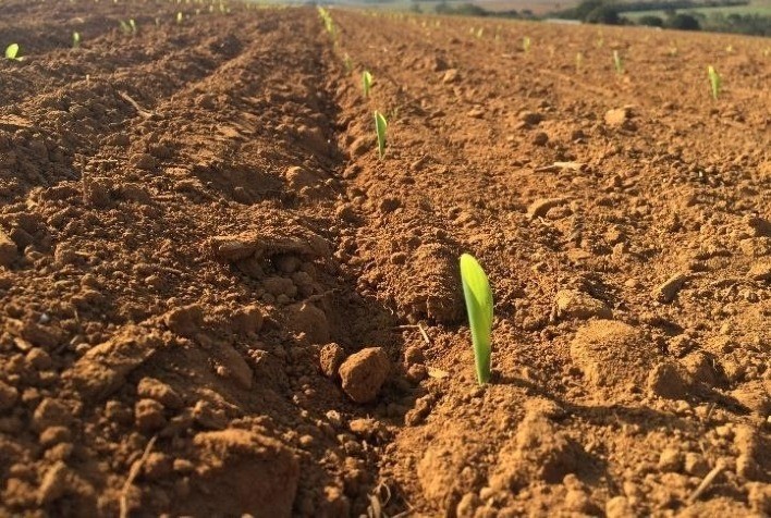 É possível germinar seu cultivo com irrigação por gotejamento subterrâneo? - Ama Agromnegócio